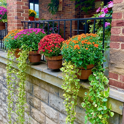 🎁Last Day 49% OFF🔥 Railing Plant Hanger