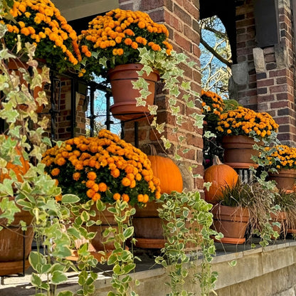 🎁Last Day 49% OFF🔥 Railing Plant Hanger