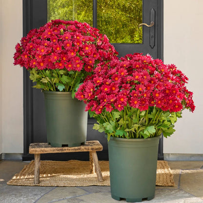 💥Last Day Each Only $2.99🌼- Artificial Outdoor Sunset Mums Flowers - UV resistant, Waterproof, Windproof